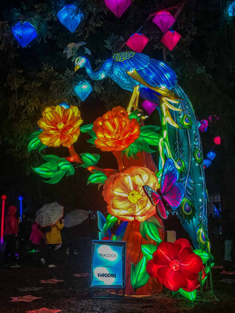 Holiday lights display at Woodland Park Zoo. I loved this beautiful peacock.