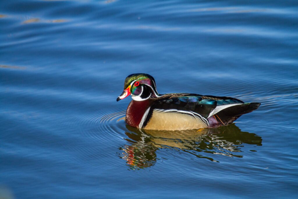 The elegant male wood duck is one of the most stunning waterfowl in North America.