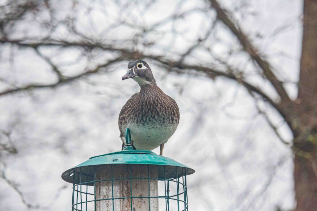 A female wood duck peers down at us from atop a feeder at Reifel Bird Sanctuary in Canada.