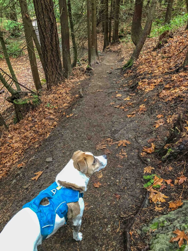 Ajax loves our hiking practice. He is always ready and raring to go on Squak Mountain.