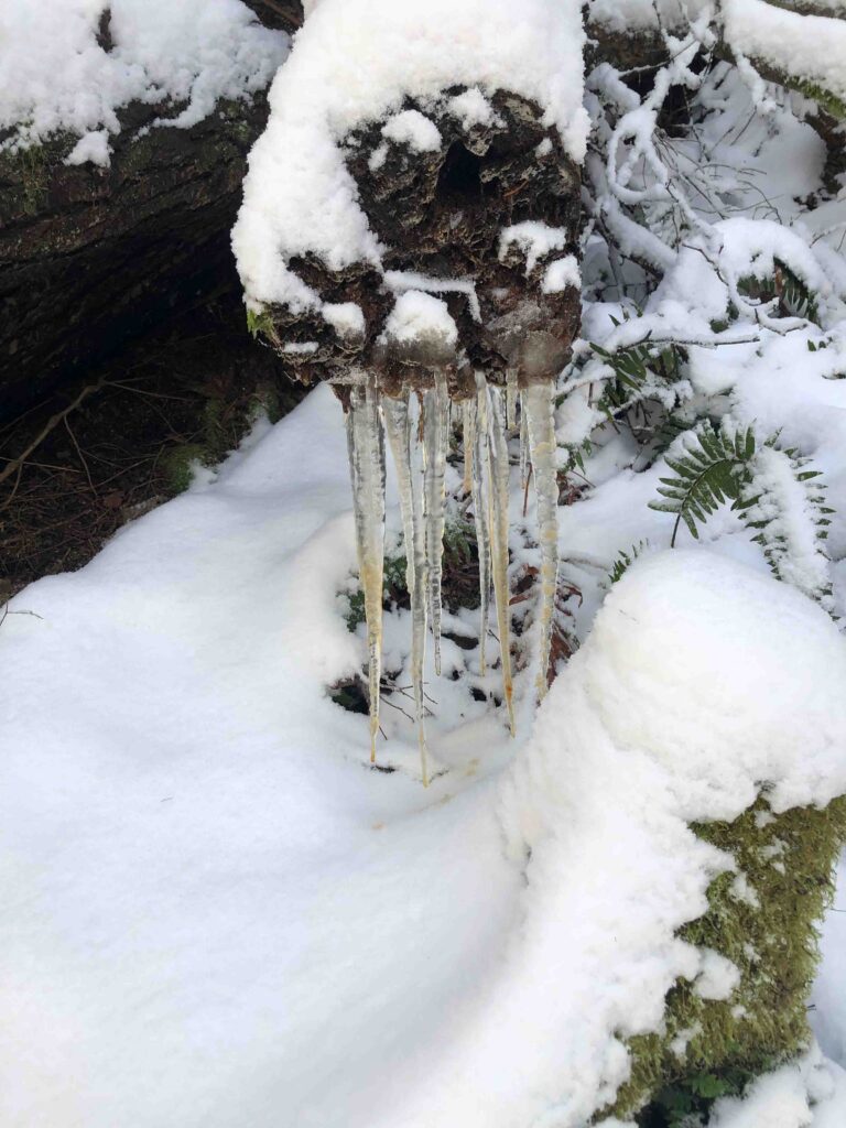 Icicles forming at the bottom of a log on Squak Mountain ten days ago. If you can walk, you can hike. Why not explore the wonderful world around us on foot?
