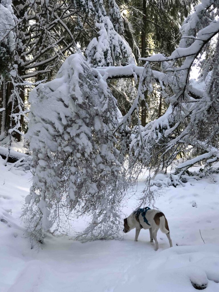 My hiking buddy Ajax investigates a snow-laden branch.