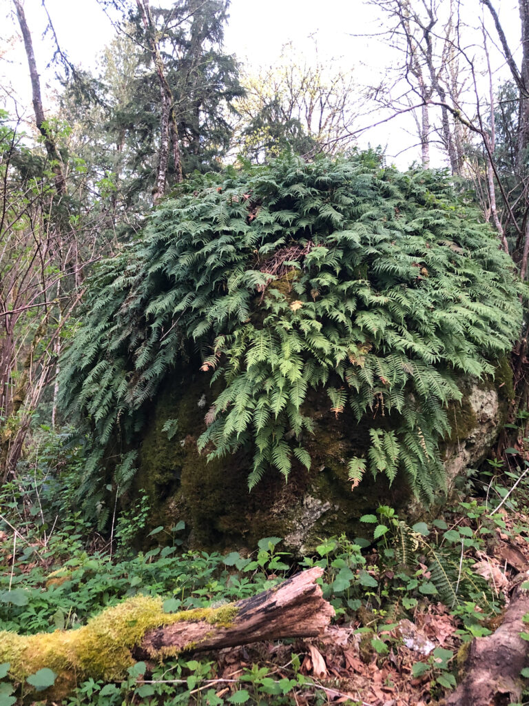Fern-covered boulder, an erratic from the glacier age?