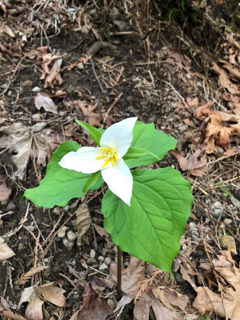 Trilliums are starting to bloom in the mountains! A sure sign of spring. We have zero control over the weather, but 100% control over where we choose to live.