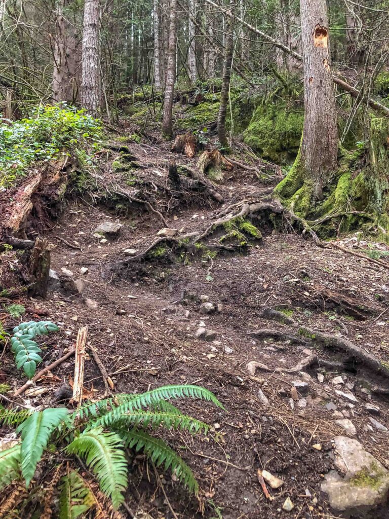 A particularly rooted and steep section of the Old Si trail reminded me of parts of trails to Mailbox and Rachel Lake. Such steep trails require that hikers repeatedly find balance, similar to life when faced with countless obstacles.