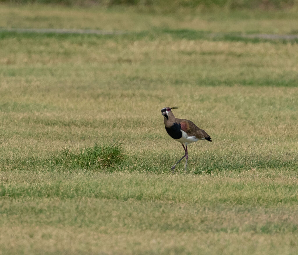 Southern Lapwing on the fairway. This shorebird is common in South America but had never been seen in North America before.