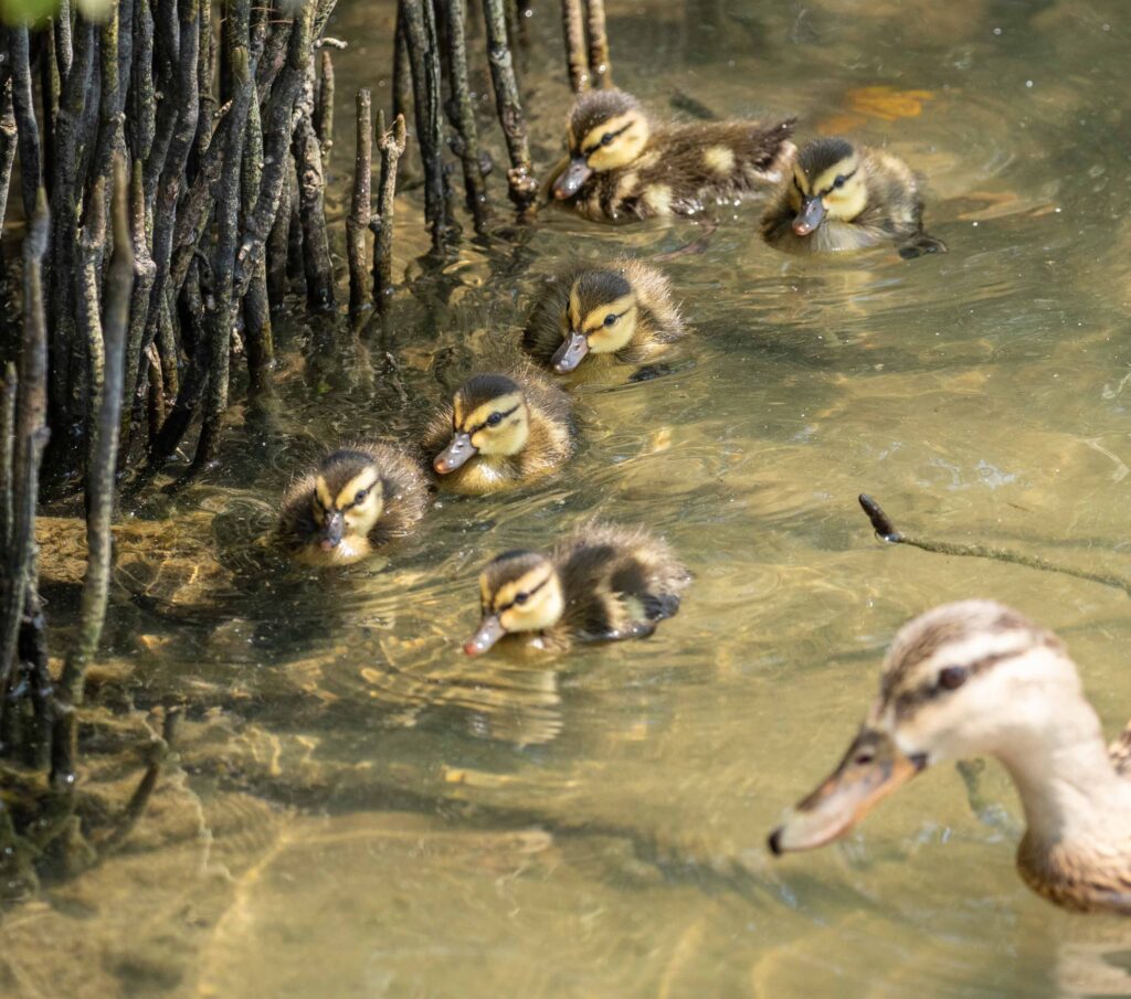Notice and name is a strategy used in both birding and change. These half dozen ducklings tooled around near South Padre Island's mangroves.
