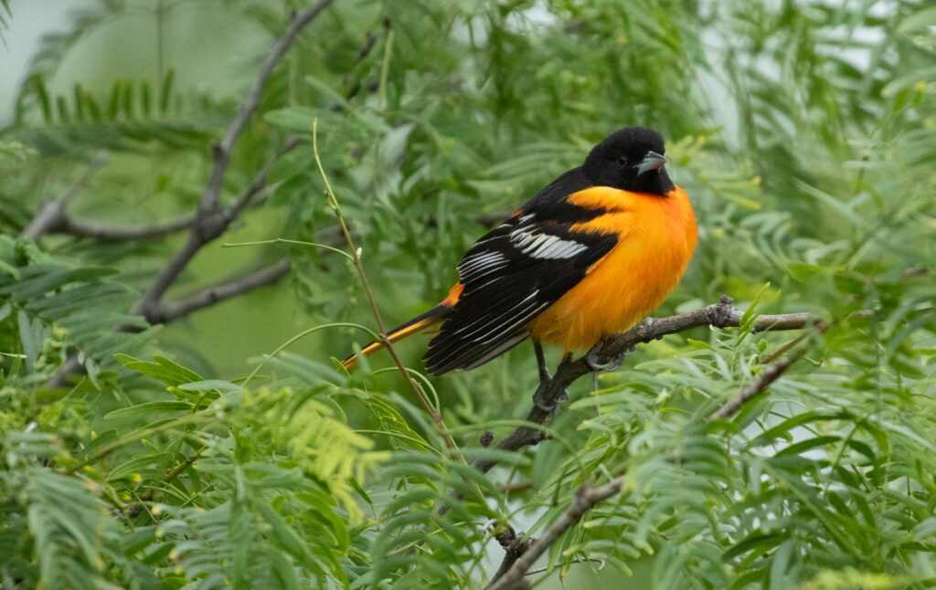 A stunning male Baltimore Oriole in breeding plumage. It was one of dozens attracted to orange slices set up in a 4-plot preserve on South Padre Island, an area we referred to as "Sheepshead" after the street's name. The plot was designated and reclaimed for migrating birds.
