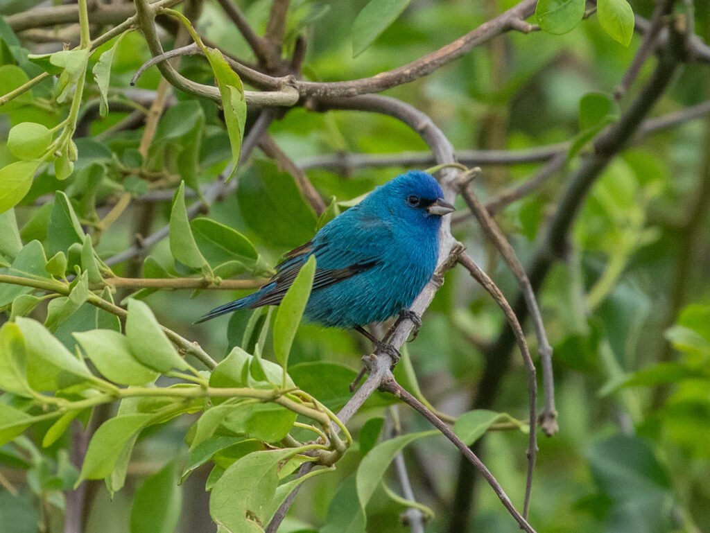 A male indigo bunting in breeding plumage was another of my daytime favorites at the Sheepshead location on South Padre Island.