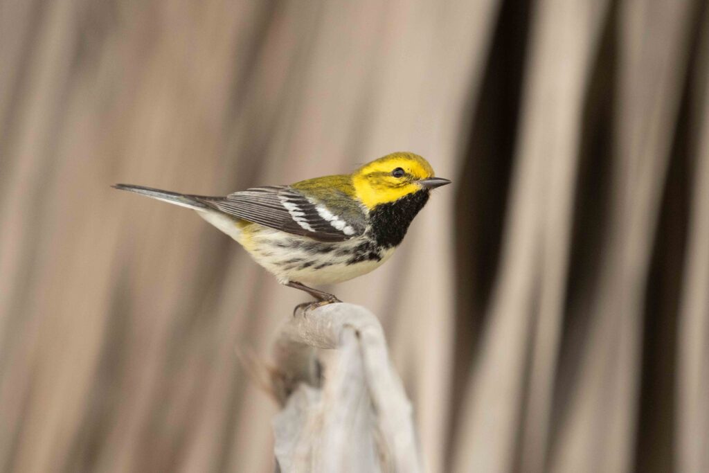 A breeding male black-throated green warbler, another East Coast migrator.