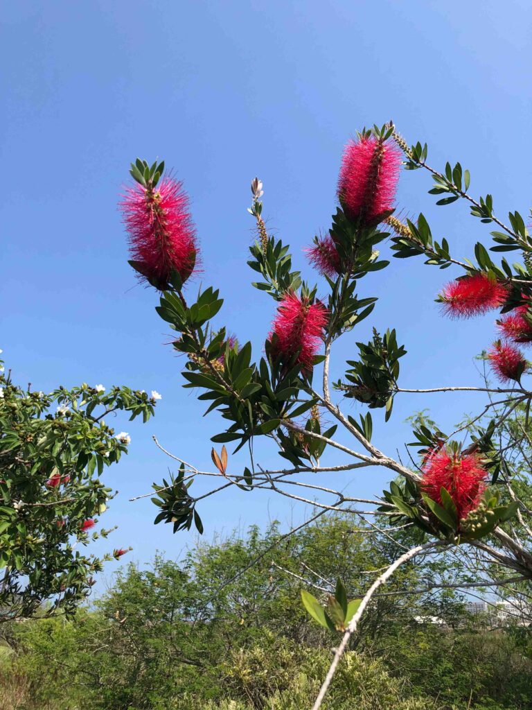 These blooms in South Texas reminded me of bottle brushes. I laughed when I learned that is what they are called.