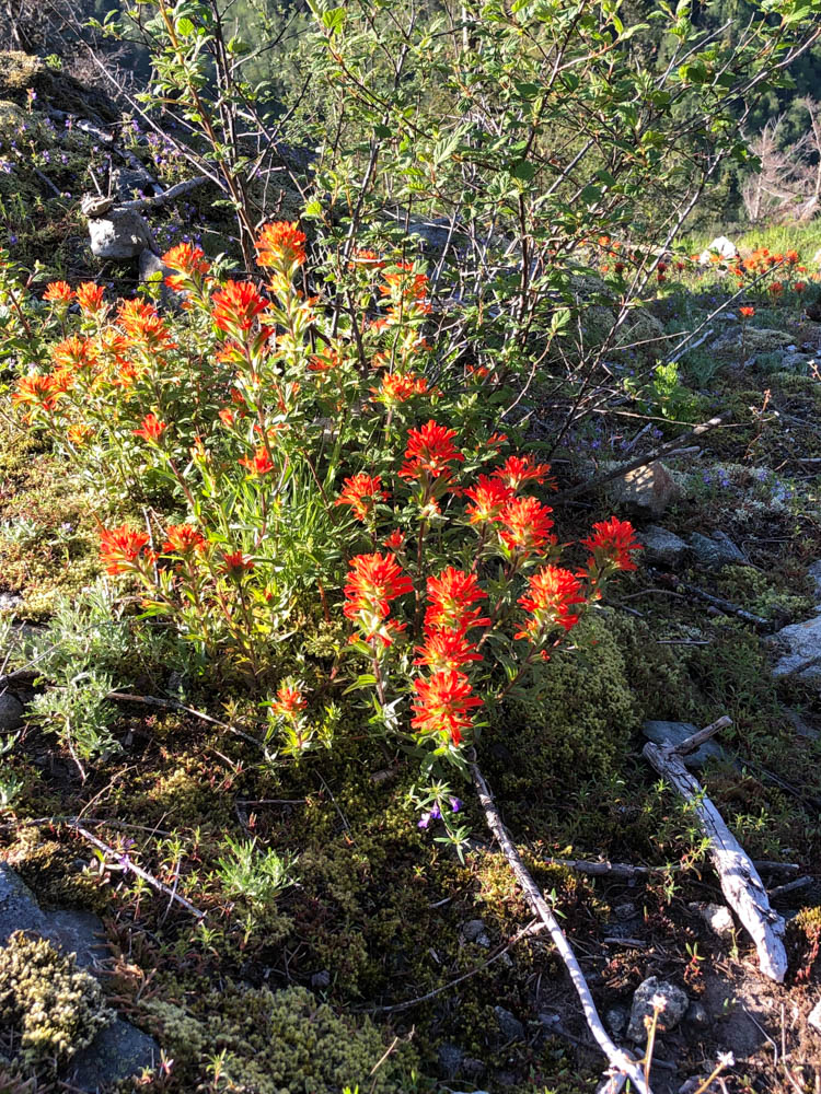 Change in nature is expected. Change talk in ourselves sometimes surprises us. Indian Paintbrush on Dirty Harry's Peak. Wildflowers are starting to bloom. Now is a great time to go hiking!