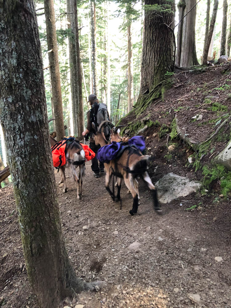 In over 40 years of hiking, I've never come across domestic goats -- with packs, no less -- hiking on a trail. What fun!