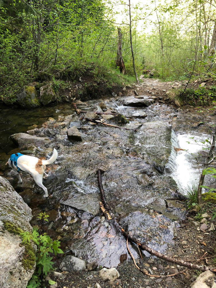 The raging creek turned Ajax around on Jun 6, 2024.