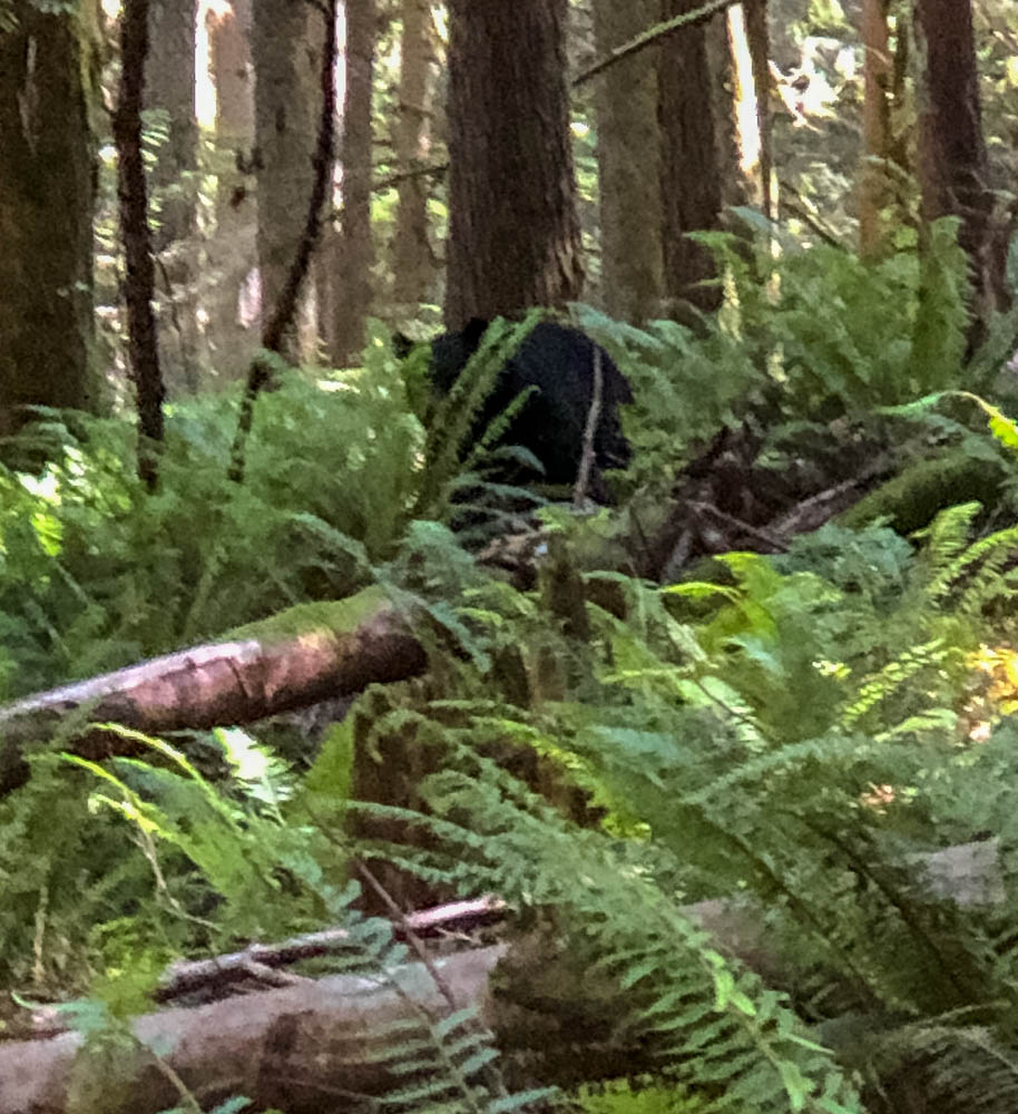 Expect the unexpected. A single black bear on W. Tiger 1 just below Ruth's Cove. I didn't linger to get my big lens so the quality is shady/cell through ferns.