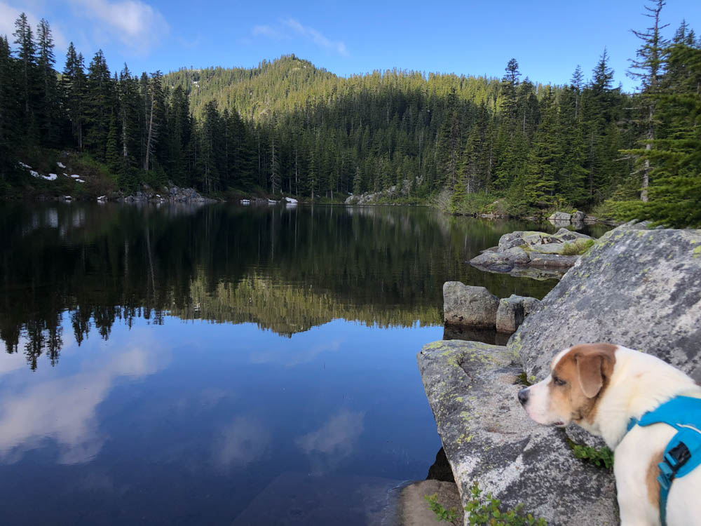 Ajax gazes out over Rainbow Lake on July 2. This was one of three lakes we visited on a summer-changing hike.