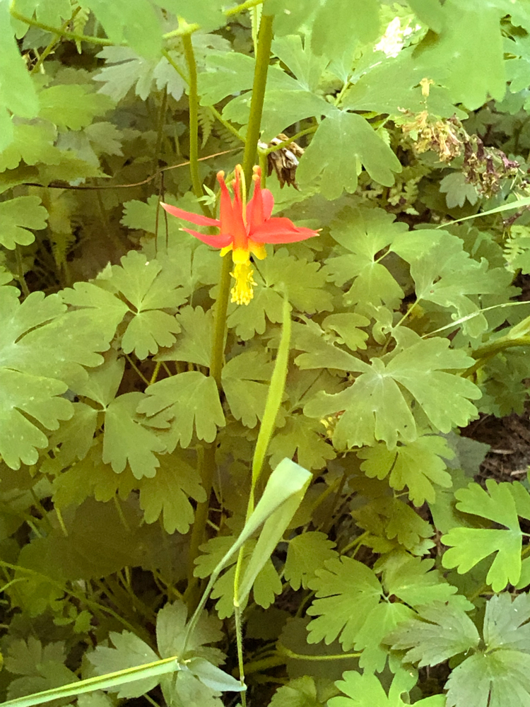 Sitka columbine on the trail to Granite Lakes.