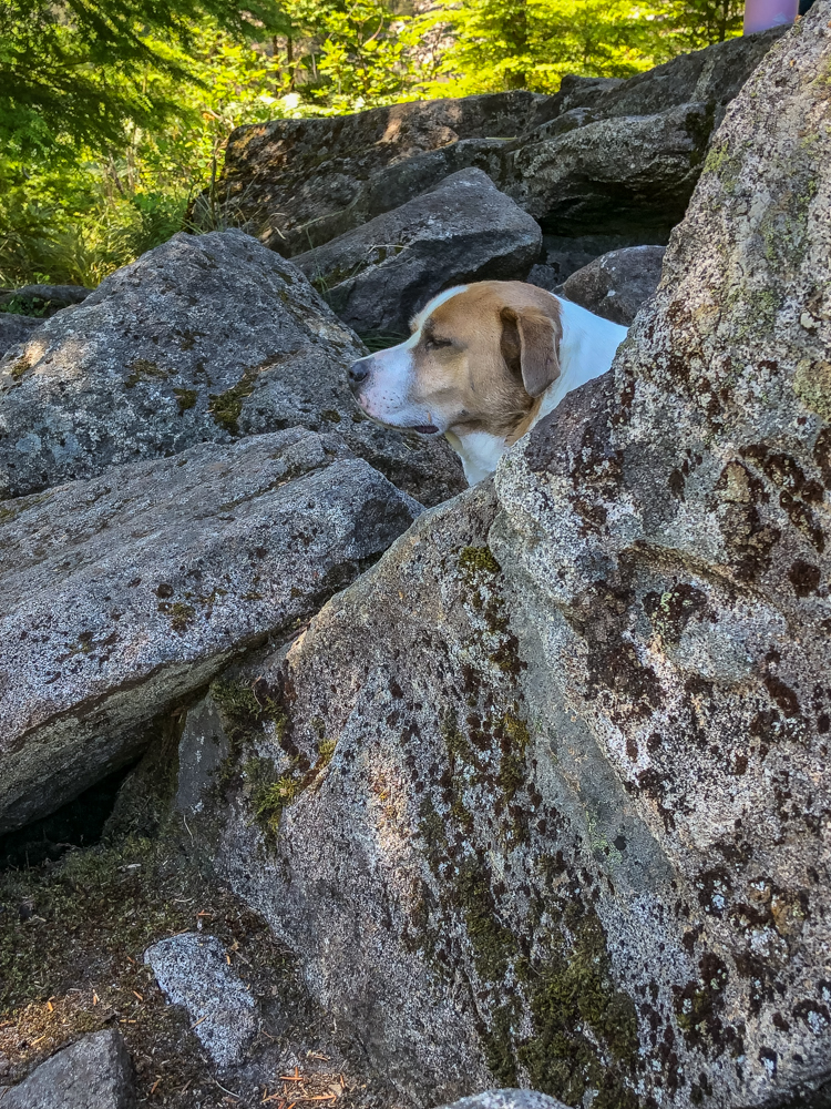 Contented Ajax relaxed in the shade at the shore of Granite Lake.