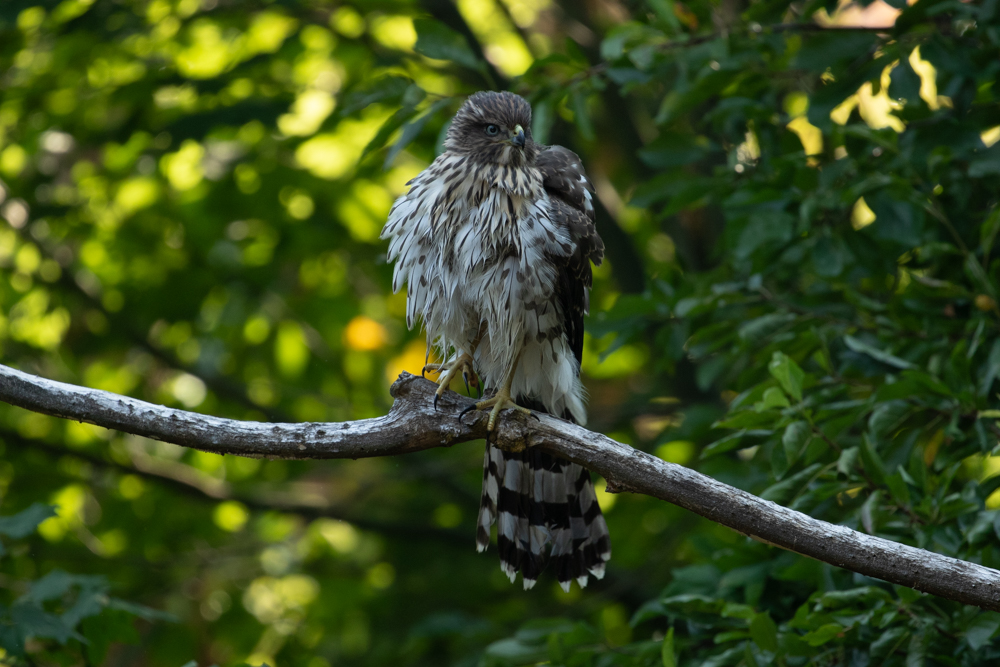 Cooper's hawk fluffing his feathers after a bath in our pond.