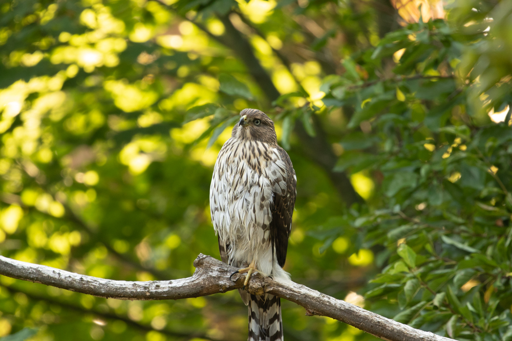 A beautiful Cooper's hawk perches in our backyard after bathing in our pond.