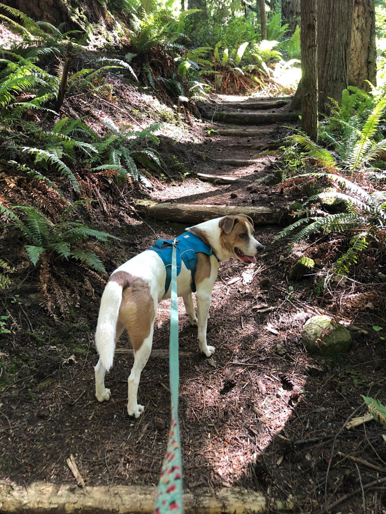 The last time I did this hike was late morning on June 21. Ajax nearly cooked. This time, it was windy, overcast, almost chilly.