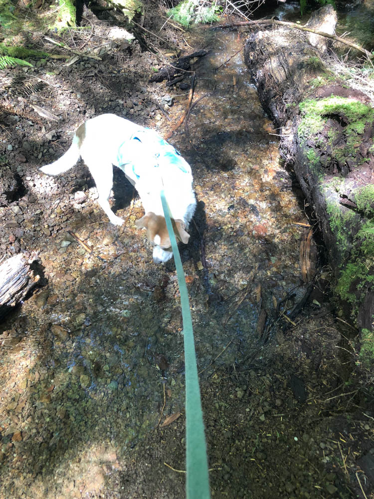 Ajax enjoyed a long drink near Ruth's Cove on June 21. How would he have reacted to three bears?