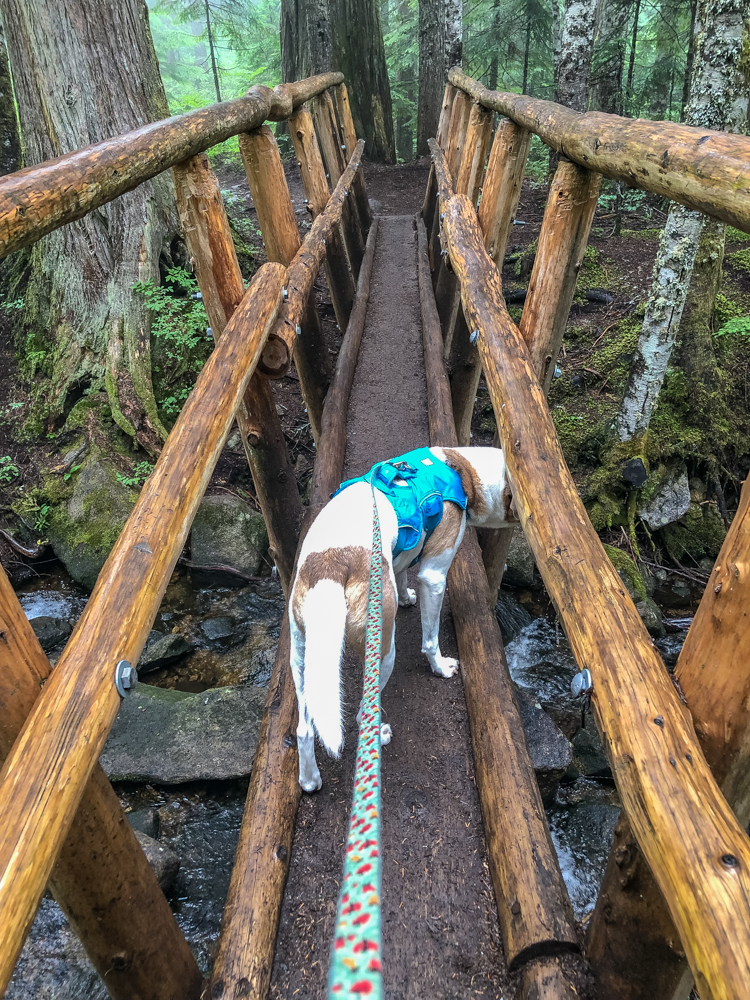 Ajax prepares to cross the first log bridge into the Talapus Lake basin.