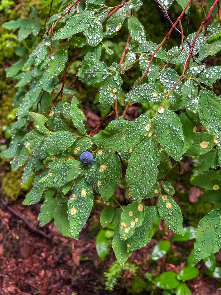 Berries!