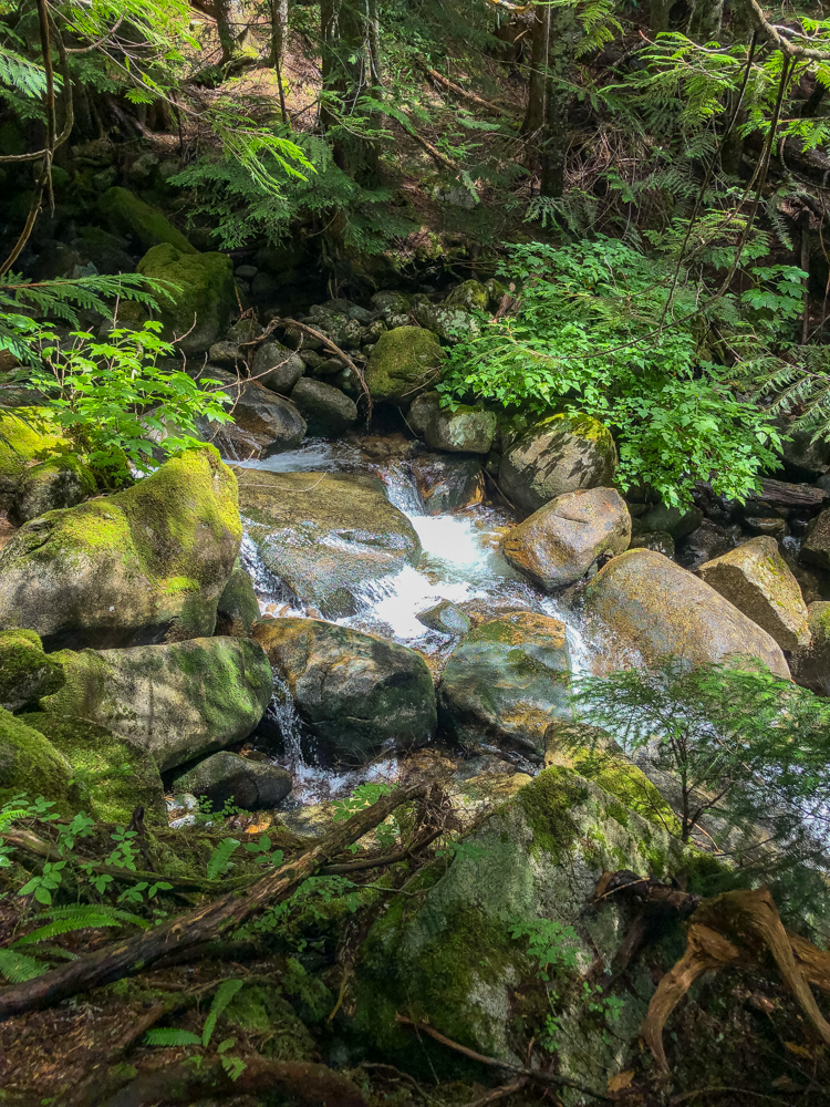 Our final stop was about a mile from the trailhead, on an off-the-beaten-path pull-out where we got to enjoy the rushing stream.