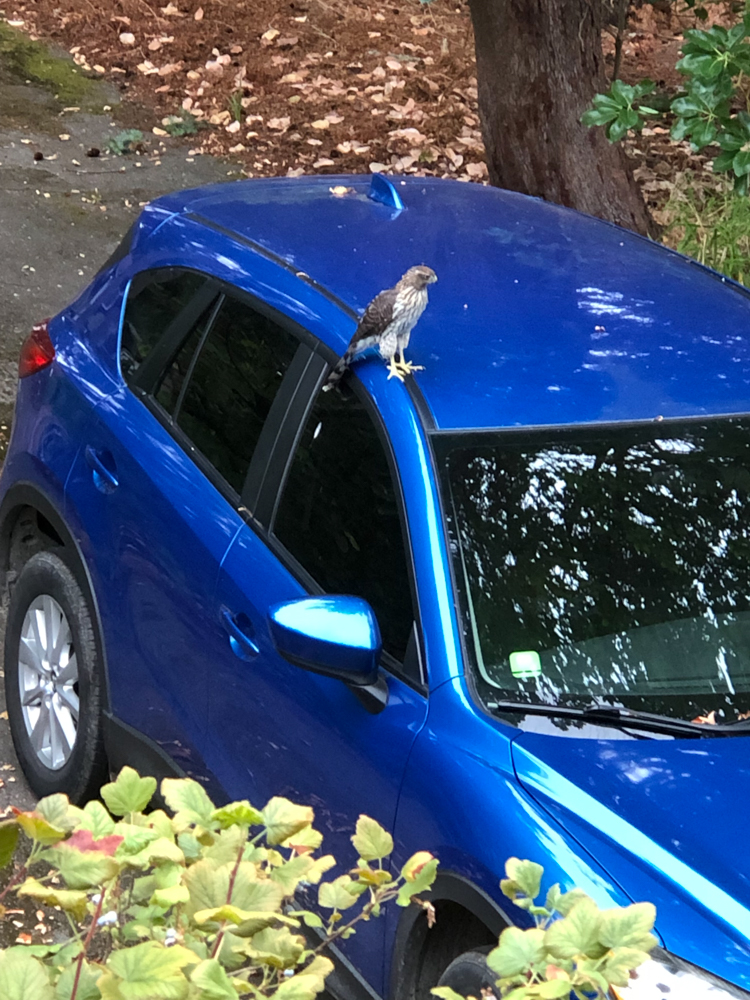 Oh, to have the gripping power of a Cooper's hawk, perched on my car in the driveway!