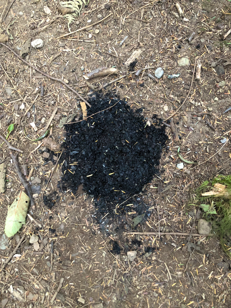 I found fresh bear scat on the path between the two bears, ten minutes below West Tiger 1 summit.