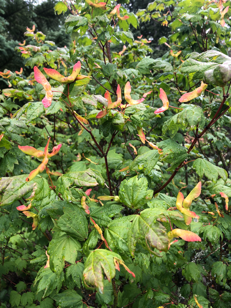 Maples just beginning to show fall colors.