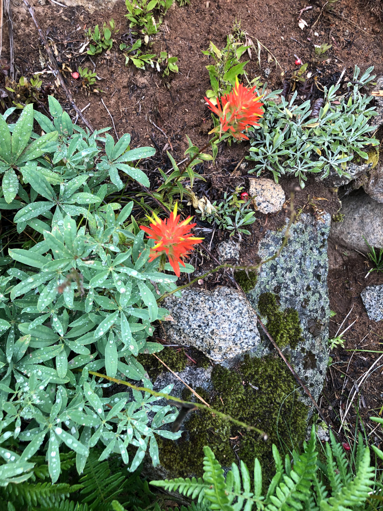 Indian Paintbrush and raindrops lead to charming photos.