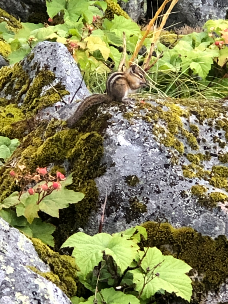 A tiny chipmunk stuffs berries in its cheeks before darting away.