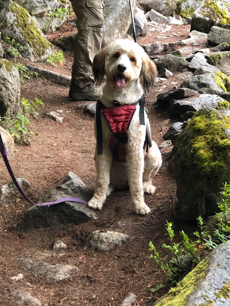 We encountered an adorable Bernedoodle named Maple who made me miss Ajax even more.