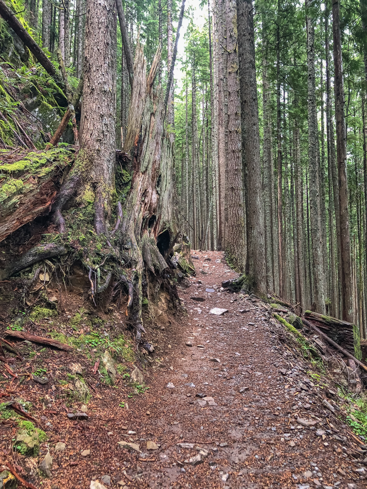 The new Mailbox trail is a lovely meandering path through the forest. There's not much to see (and very few people on it) except fascinating trees until the trail merges with the steeper Old Trail.