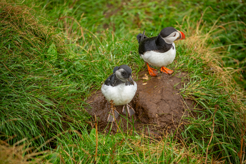 Parent puffin (orange feet and beak) and offspring (left) before it headed inside their burrow for protection.