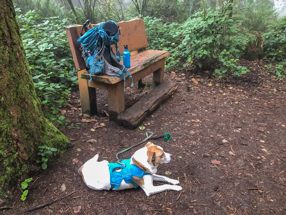 Ajax takes a short rest at Cougar's Whittaker Wilderness summit bench on September 17.