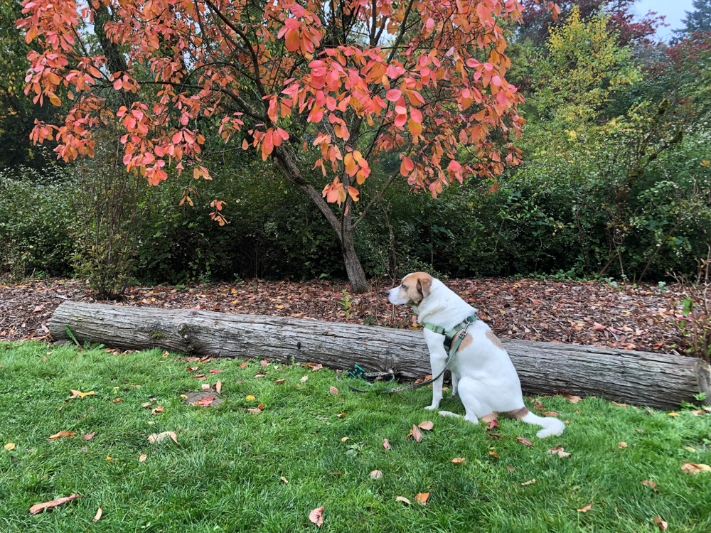 Ajax poses in front of a beautiful tree in the Arboretum this morning on a walk-and-talk with a friend.