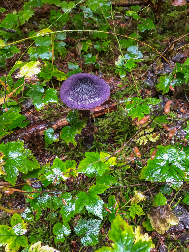 
More mushrooms!