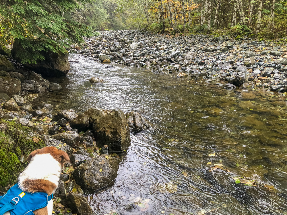 Ajax looks out over the Middle Fork of the Snoqualmie River on the Otter Falls trail in the rain.