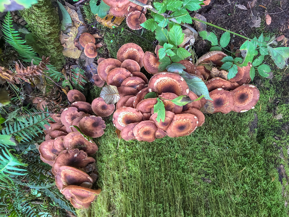 Fall is mushroom season in the Pacific Northwest.