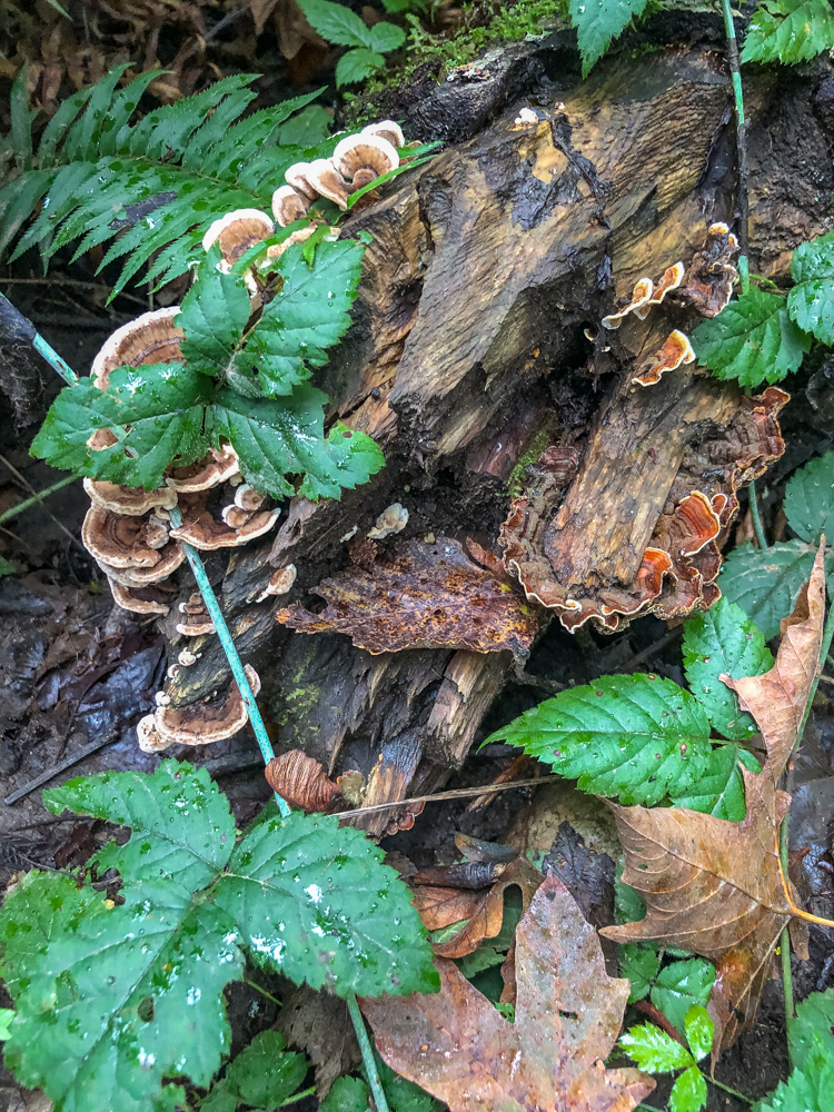 More mushrooms encasing vines of ivy.