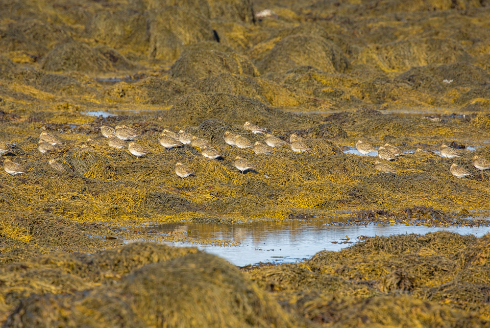 Golden plovers basking in the sun on the beach.