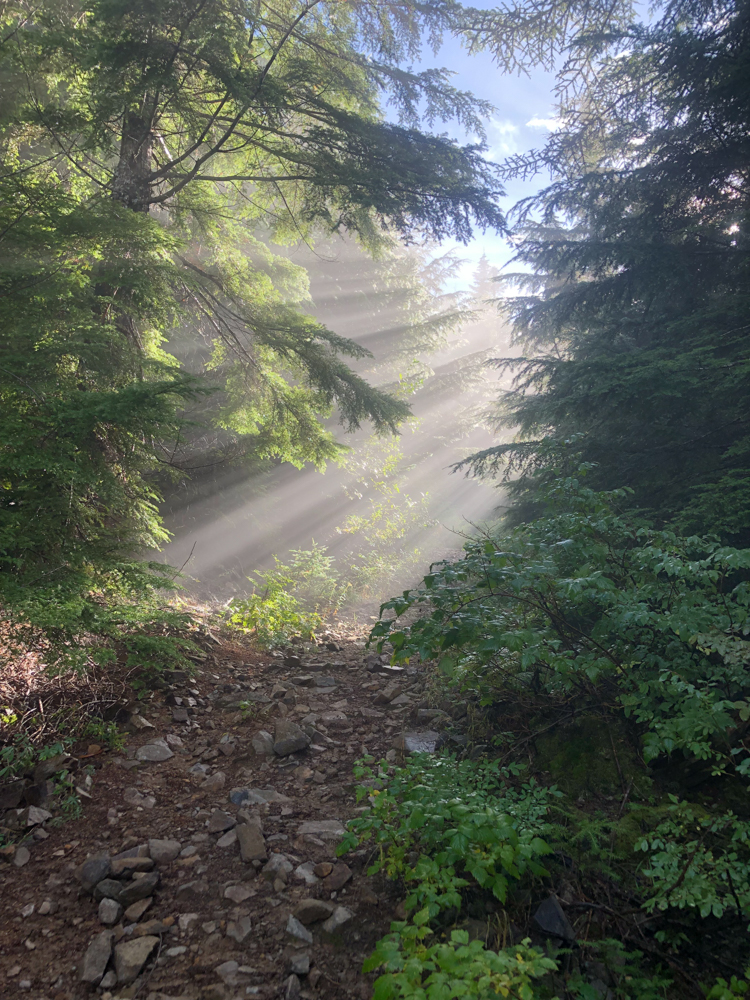 Morning rays peek through the forest and fog high on Mt. Teneriffe. I entered this photo in WTA's fall photo contest.