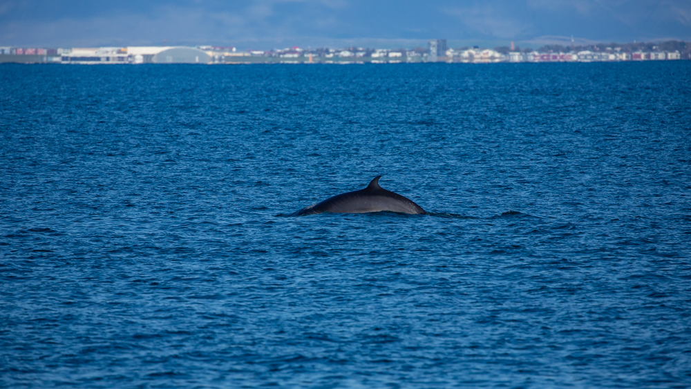 One of two minke whales we saw on our 3-hour cruise.