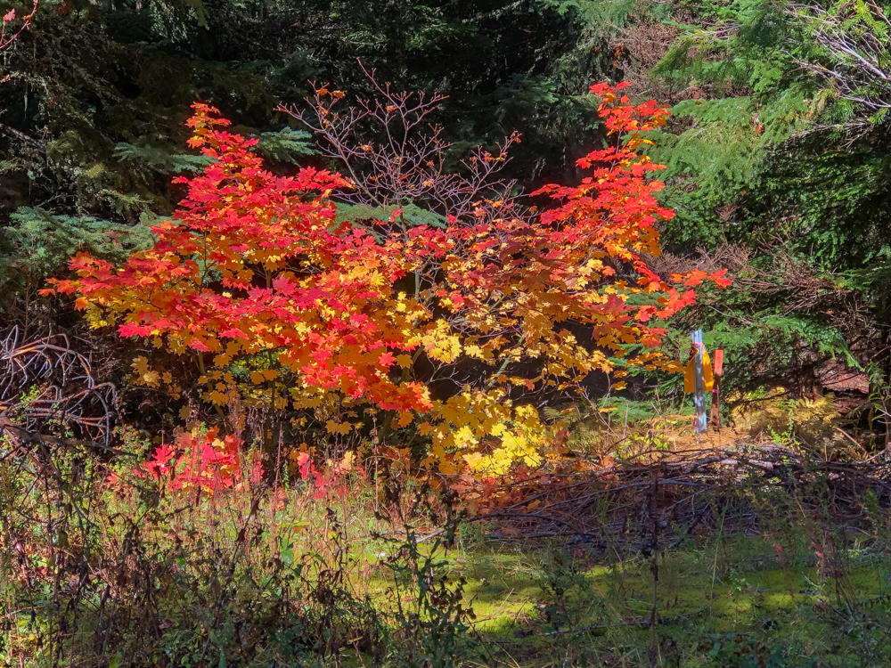 Fall brilliance makes October my favorite month for hiking.