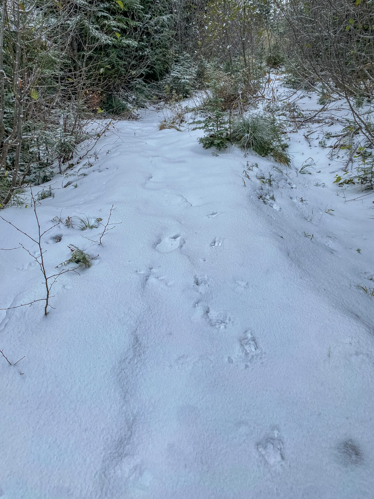 Animals use trails as the paths of least resistance, too!