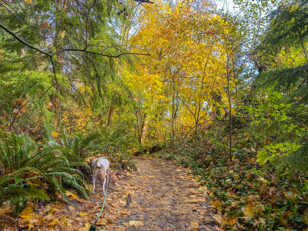 Rays of sun peek through the trees, turning yellow leaves to gold during a recent walk with Ajax to Hamlin Park. As my stress levels dropped I recalled being happy now.