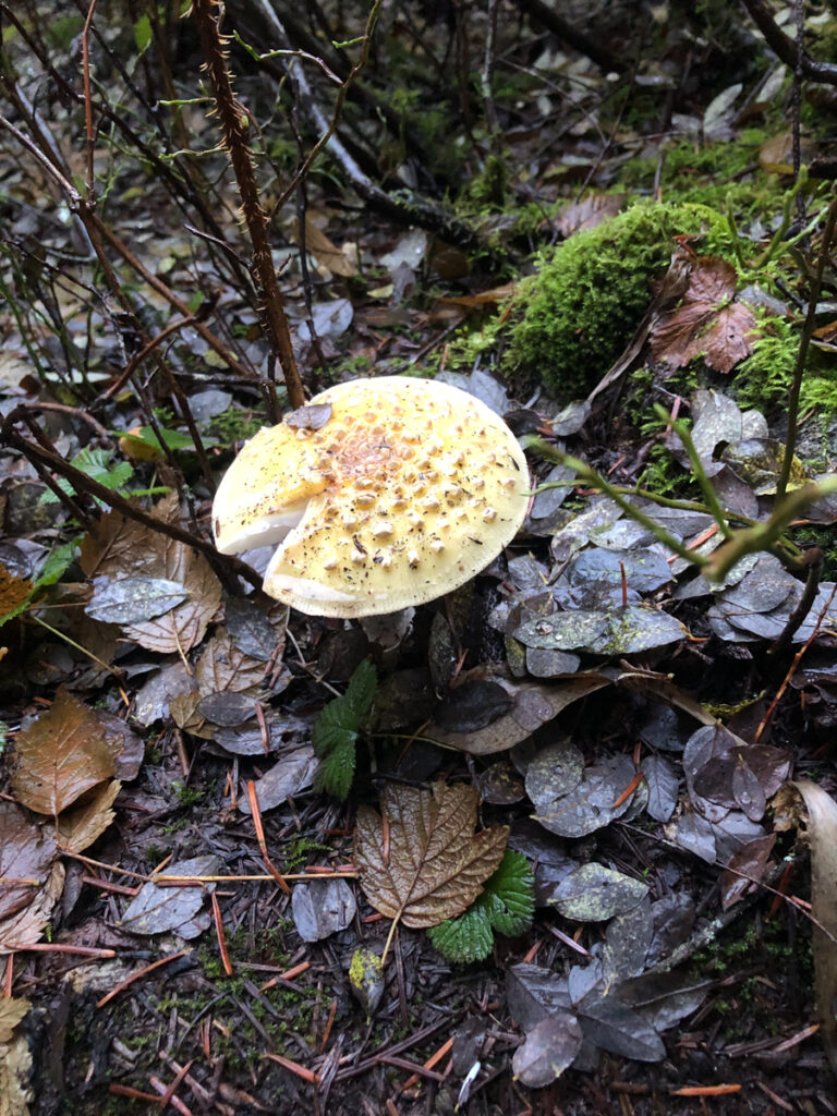 An elegant fungus from the Pacific Crest Trail on October 22, 2024.